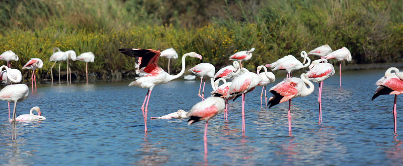 Découverte de la Camargue