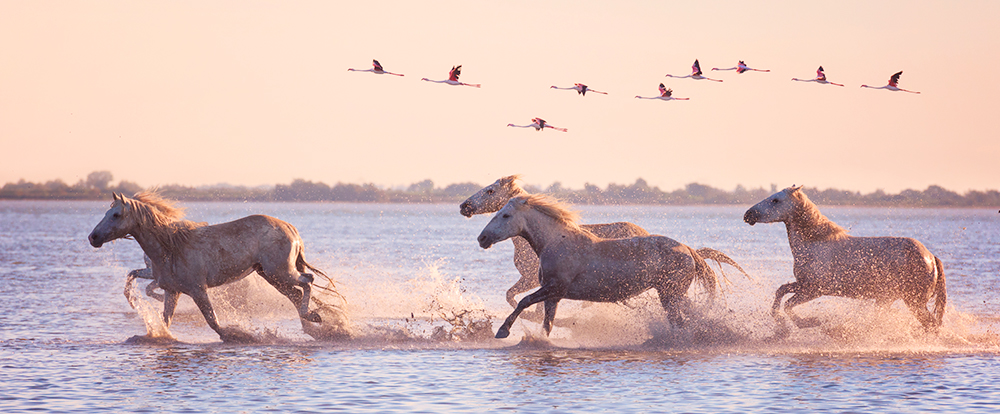 Séminaire en Camargue