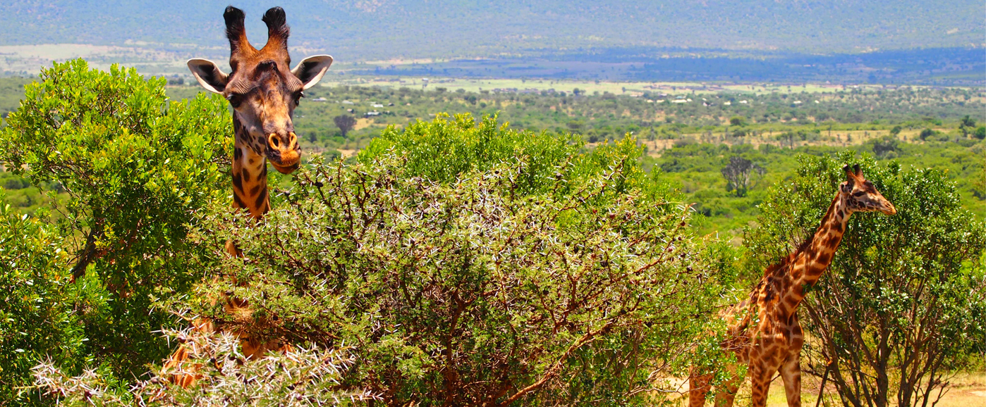 Voyage au Kenya