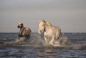 Vignette1-Découverte de la Camargue