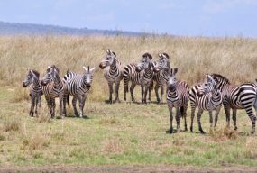 Vignette3-Voyage en Tanzanie