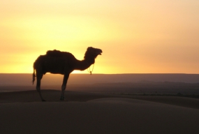 Vignette1-Voyage au Maroc